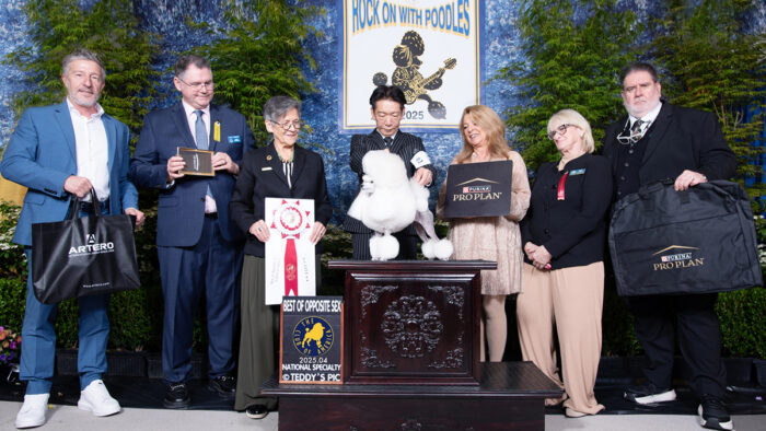BEST OF OPPOSITE SEX, (B)Toy Poodle
GCH Smash Jp Que Sera Sera, Omura