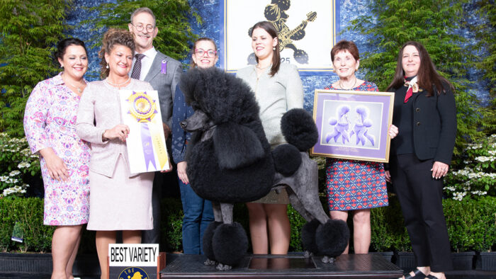 BEST OF BREED
GCHG Theory Orion BCAT CGC TKI ATT (D), Gable/Giuffrida