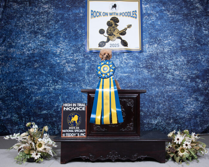 2025 PCA National Agility Novice High In Trial