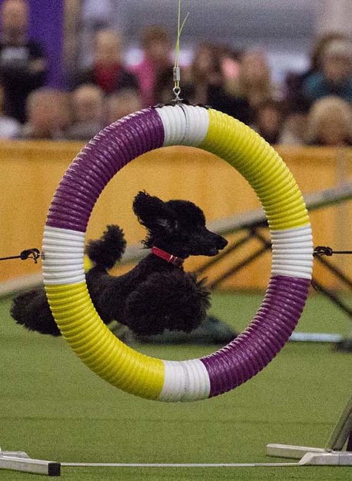 AKC Activities for Poodles The Poodle Club of America