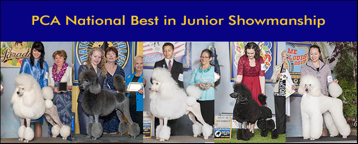 Poodle junior outlet