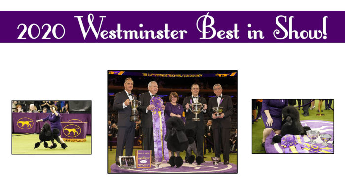 westminster best in show