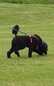 Poodle Tracking