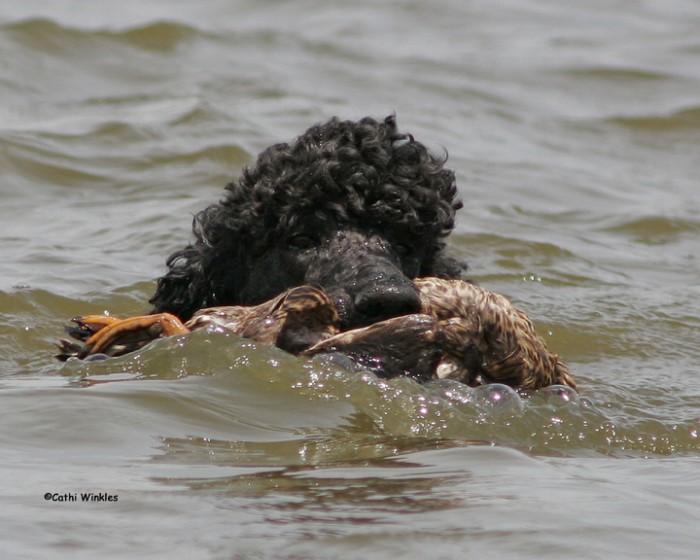 poodle swimming while retrieving duck