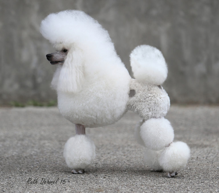 AKC Activities for Poodles The Poodle Club of America